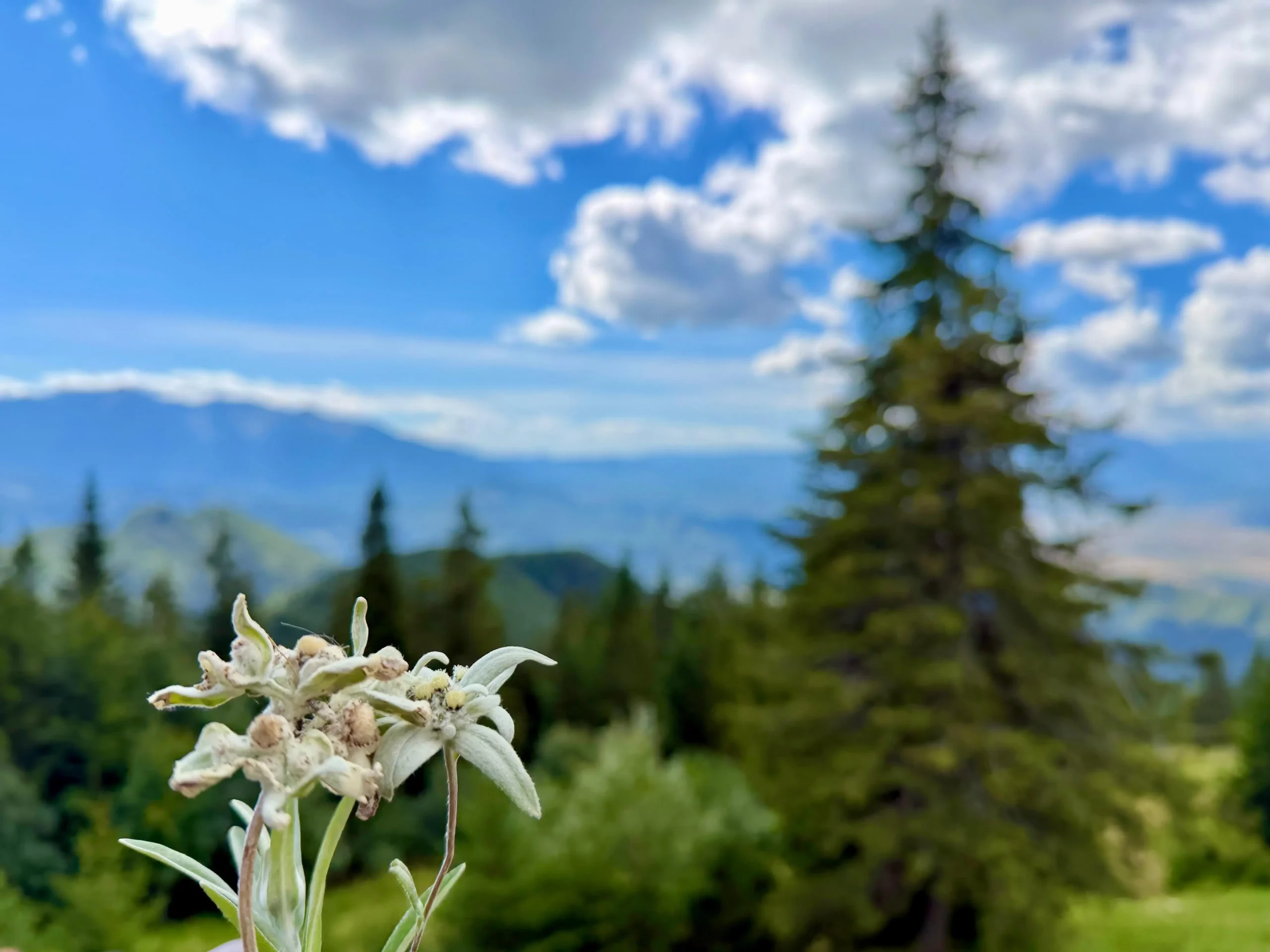 Drumetie pe Postăvaru toamna | Floarea de colț, specie protejată, întâlnită pe traseele Postăvarului